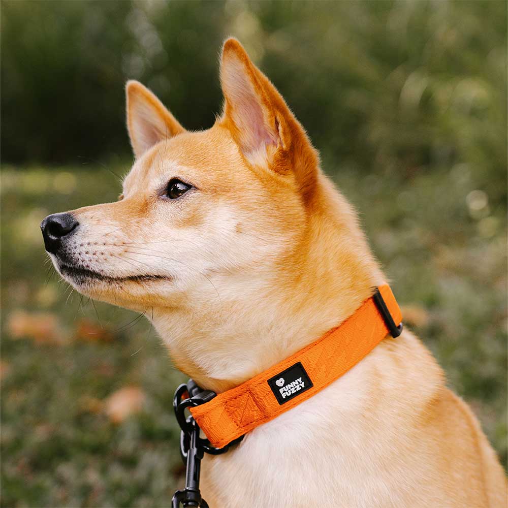 COLLARE PER CANI REGOLABILE IN NYLON DURATURO FUNNYFUZZY - FLEXI WALKER