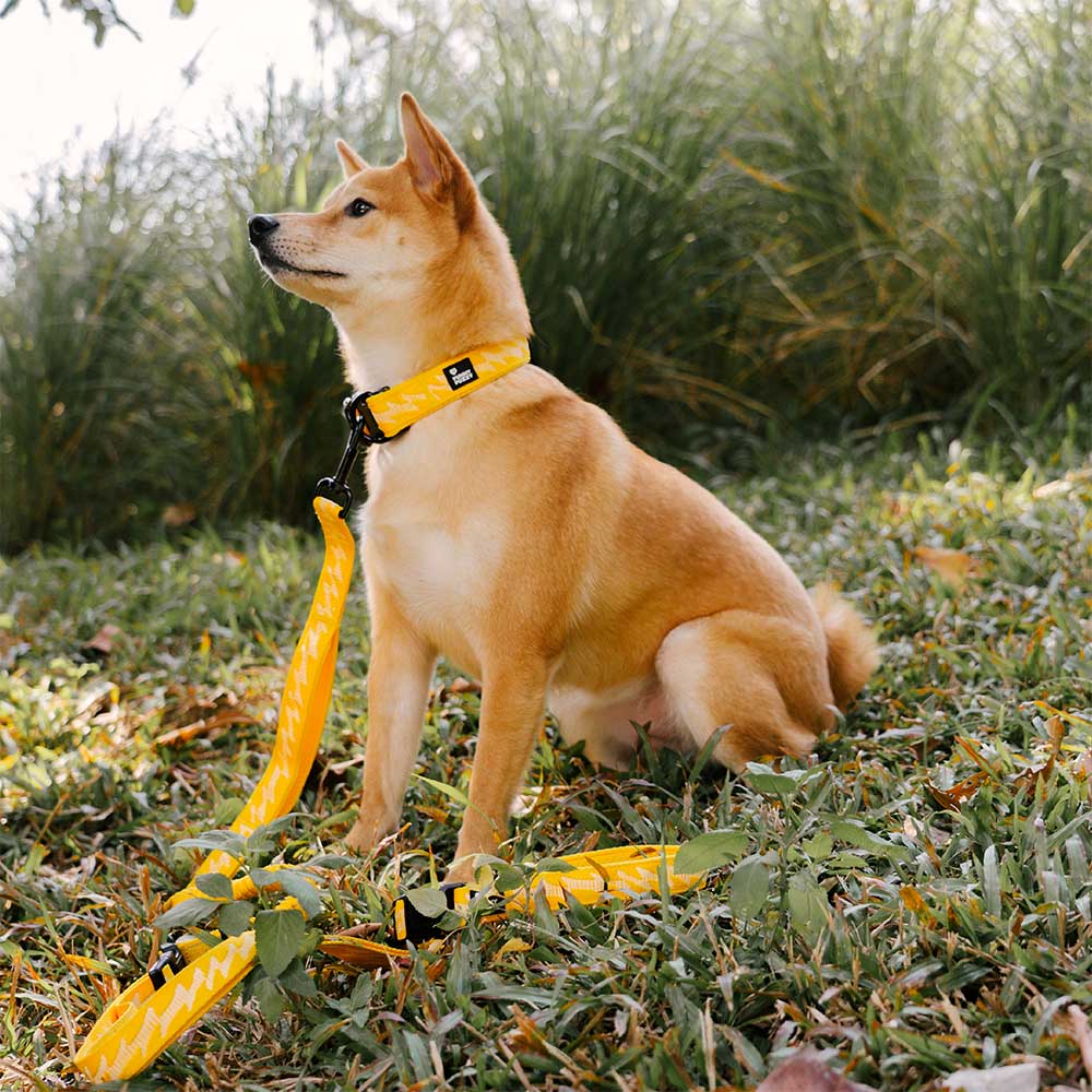 COLLARE PER CANI REGOLABILE IN NYLON DURATURO FUNNYFUZZY - FLEXI WALKER