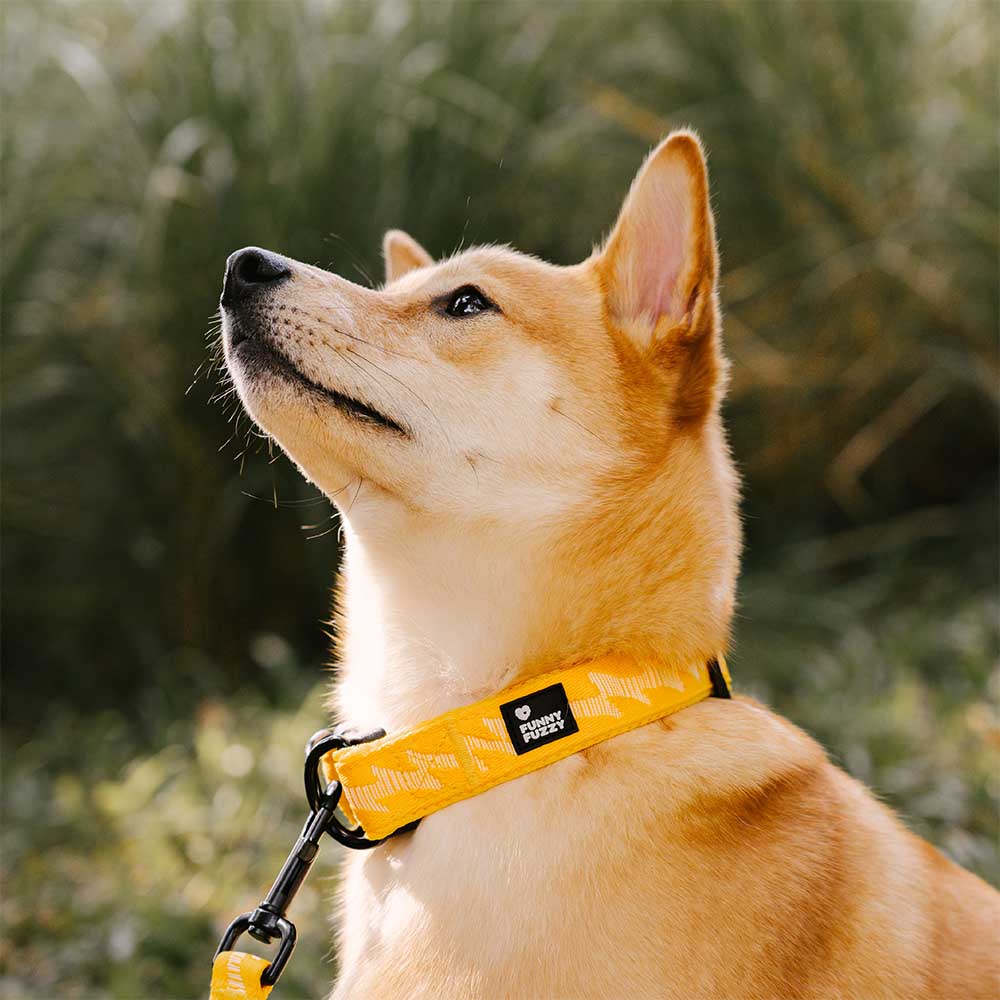 COLLARE PER CANI REGOLABILE IN NYLON DURATURO FUNNYFUZZY - FLEXI WALKER