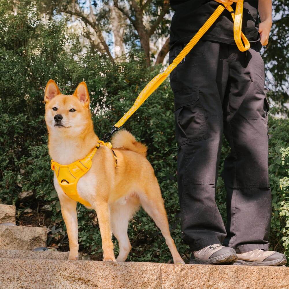 FUNNYFUZZY Imbracatura Riflettente Regolabile per Cani da Esterno - Flexi Walker