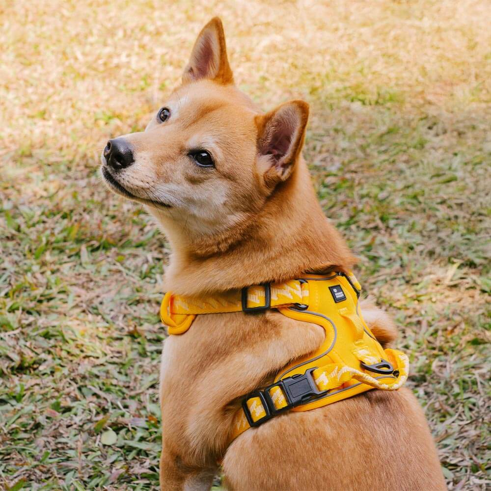 FUNNYFUZZY Imbracatura Riflettente Regolabile per Cani da Esterno - Flexi Walker