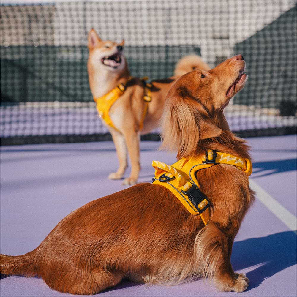 FUNNYFUZZY Imbracatura Riflettente Regolabile per Cani da Esterno - Flexi Walker