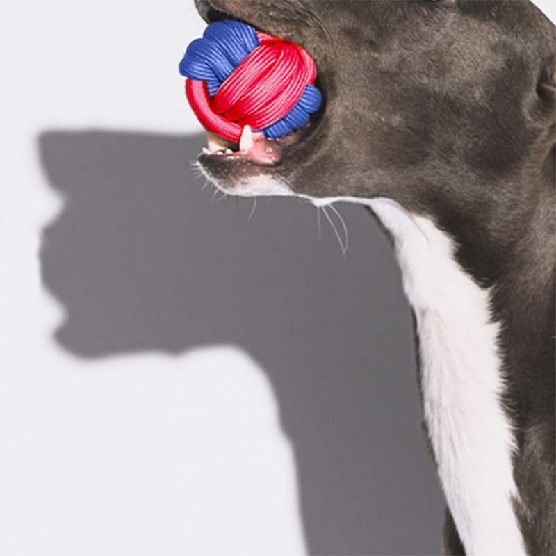Giocattolo per cani a forma di palla con nodi - Clash di colori