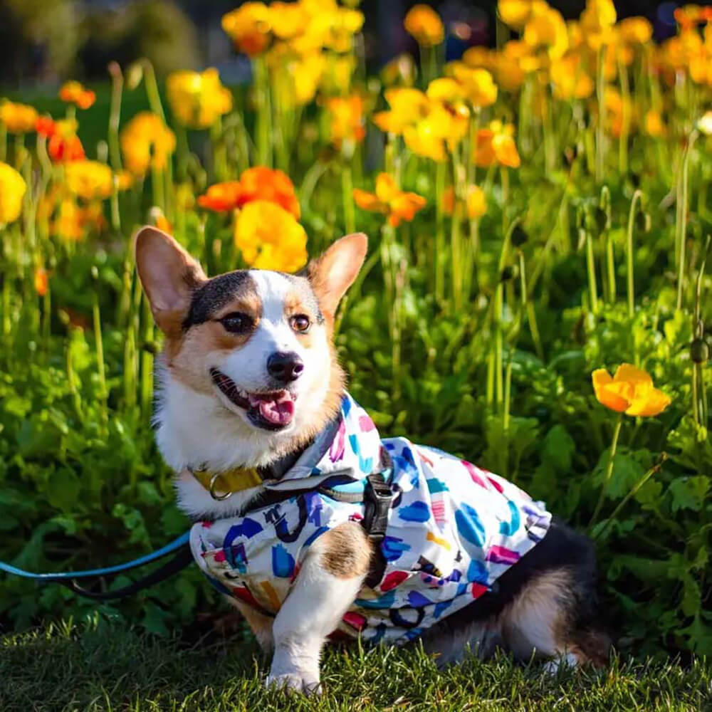 Cappotto impermeabile reversibile per cani - Graffiti e iridescente