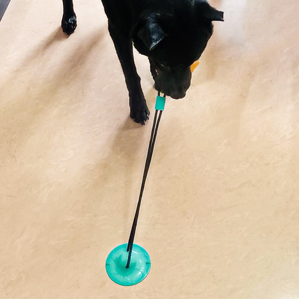 Giocattolo per cani a ventosa - Mango