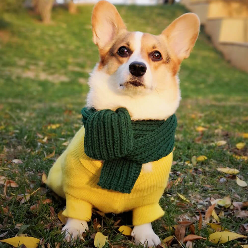 Écharpe pour chien en tricot confortable, douce et chaude, ajustement réglable