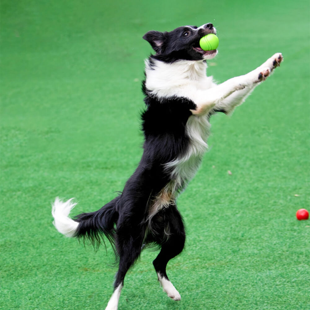Giocattolo elastico squeezy a forma di pallone galleggiante per cani, giocattolo da masticare