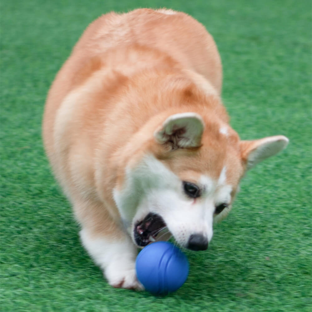 Giocattolo elastico squeezy a forma di pallone galleggiante per cani, giocattolo da masticare