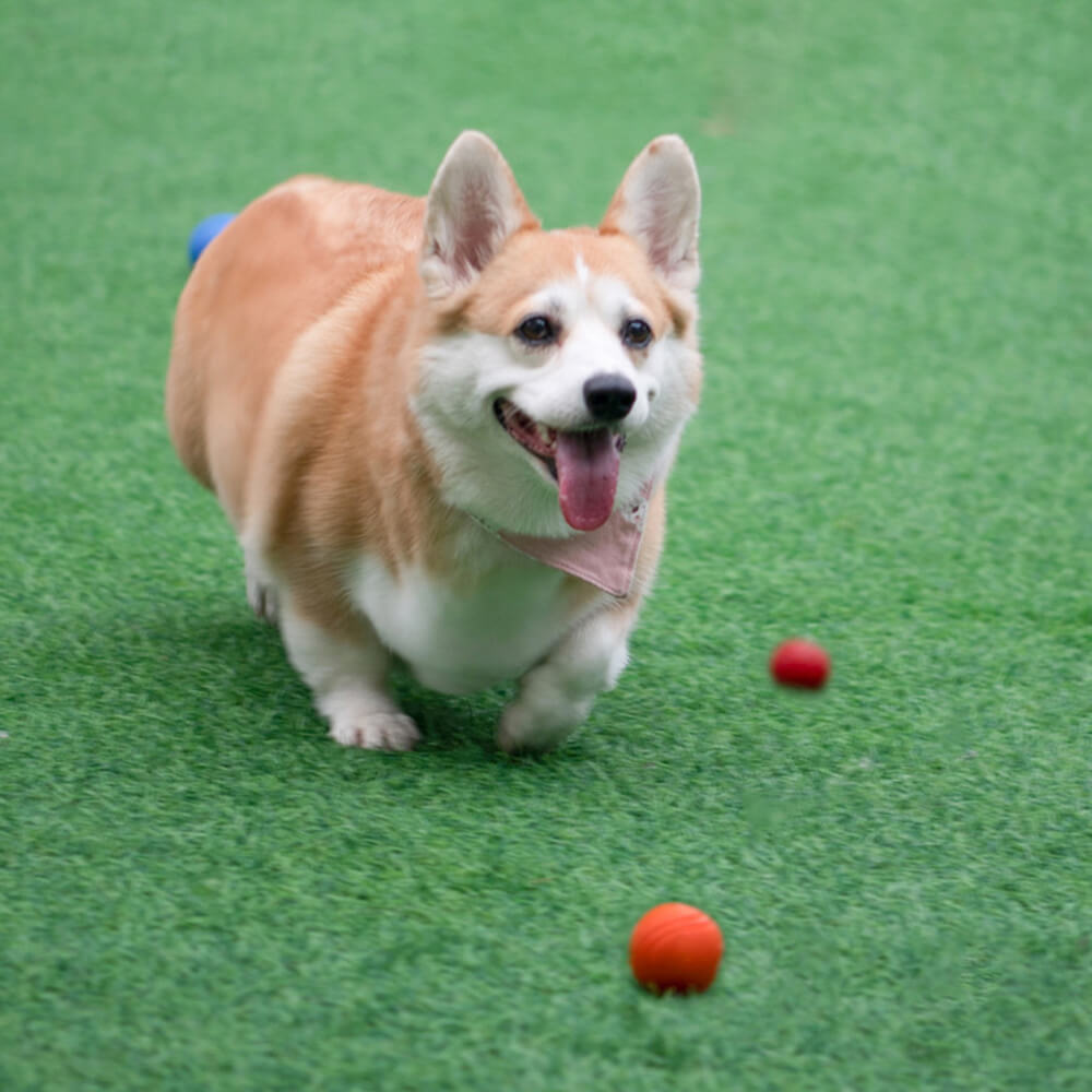 Giocattolo elastico squeezy a forma di pallone galleggiante per cani, giocattolo da masticare