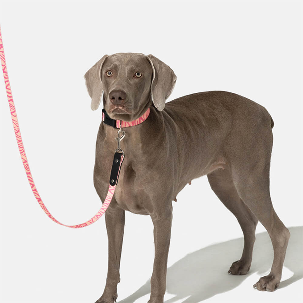 Set di guinzaglio in nylon leggero con stampa moda per cani