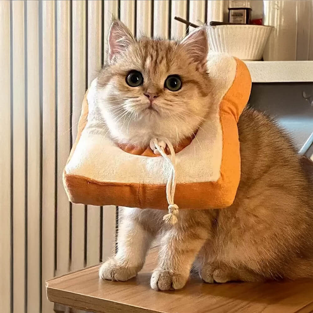 Collare di recupero per gatti morbido e regolabile a forma di toast peluche