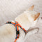 Kit per cani durevoli regolabili a forma di X e kit al guinzaglio