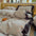 Romantic Colorblock Double Cotton Lace Bed Sheet Set