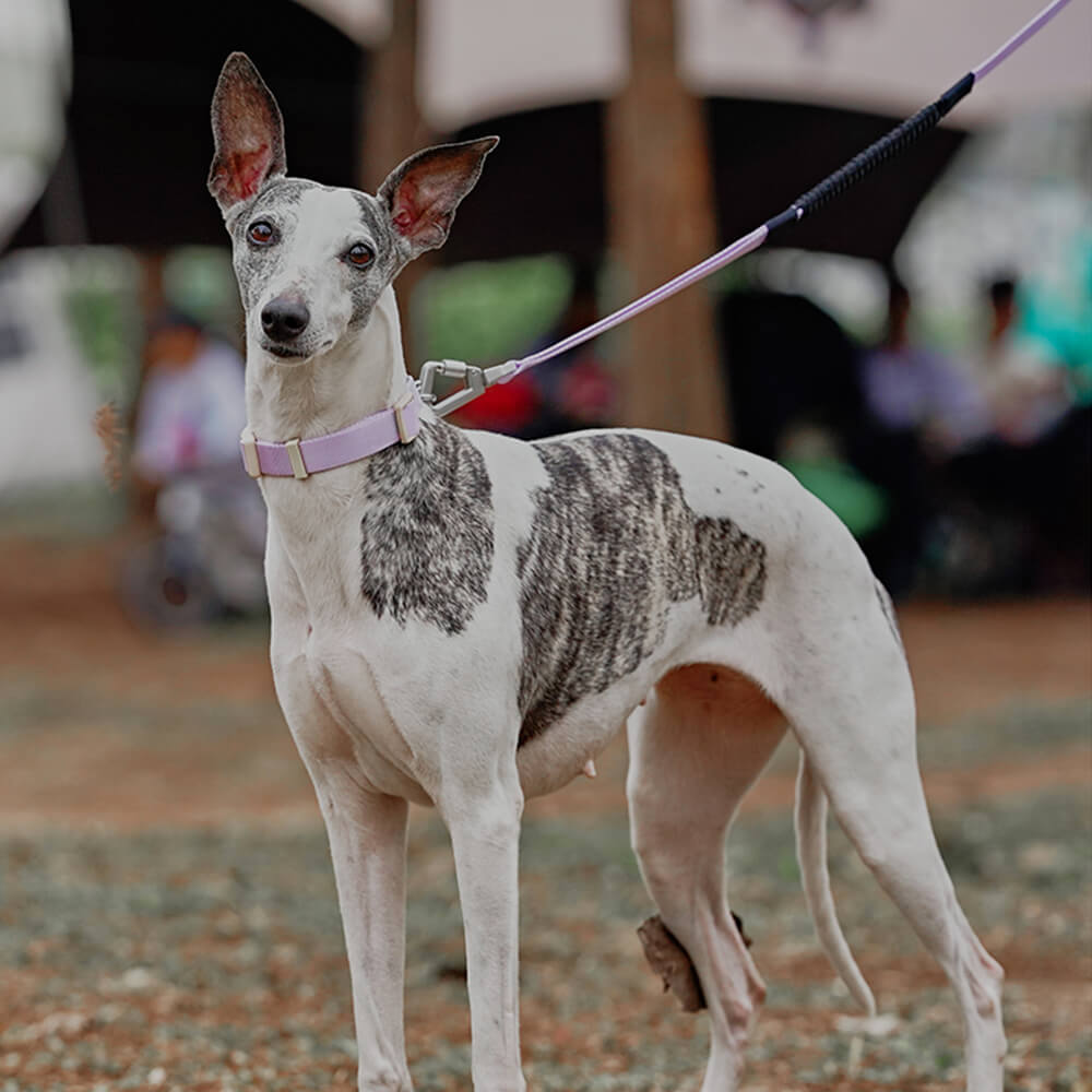 Chain Reaction Anti-Pull Martingale Dog Training Collar