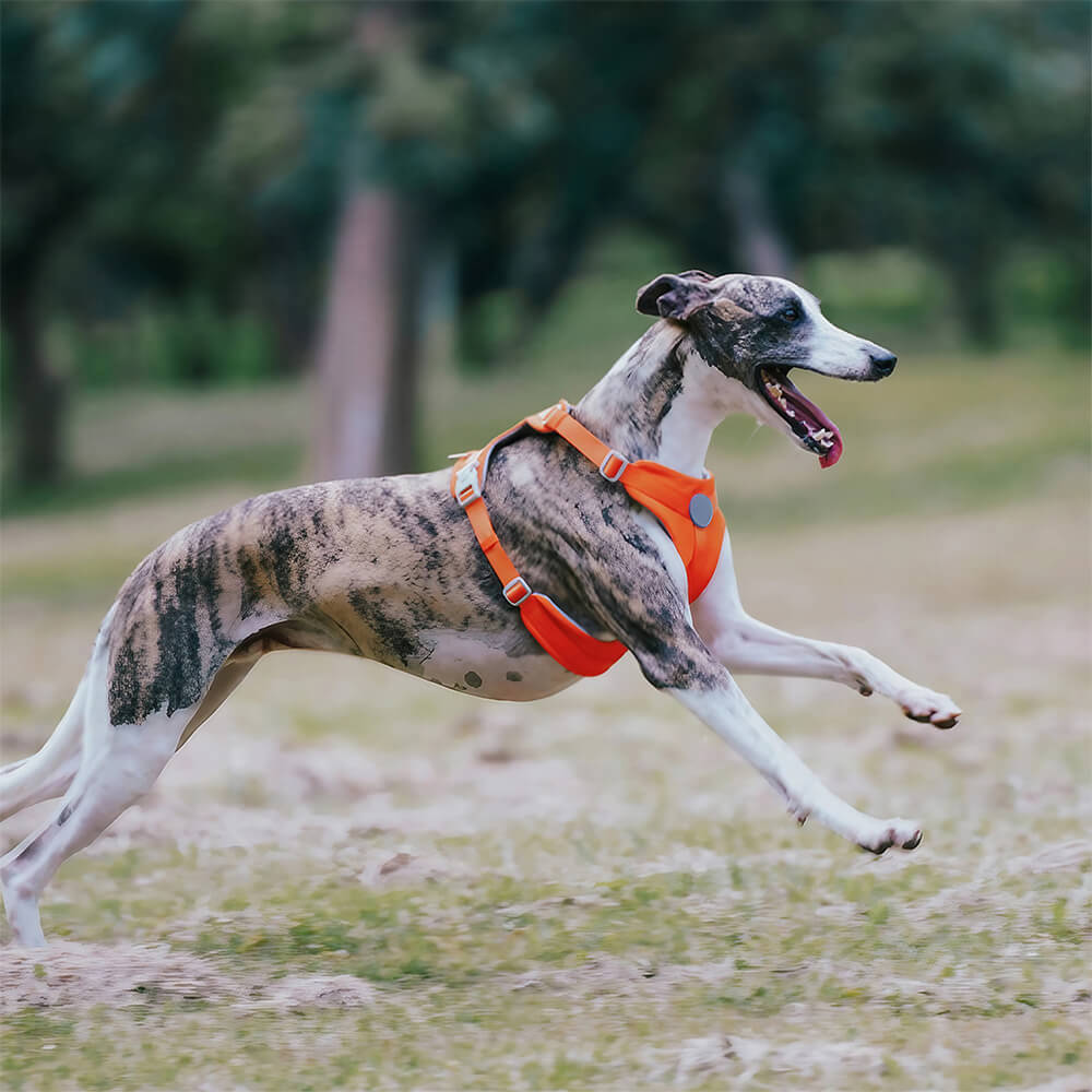 Imbracatura e guinzaglio per cani senza tirare, con controllo totale e comfort.