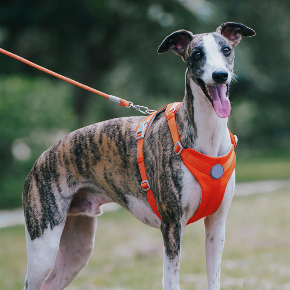Imbracatura e guinzaglio per cani senza tirare, con controllo totale e comfort.