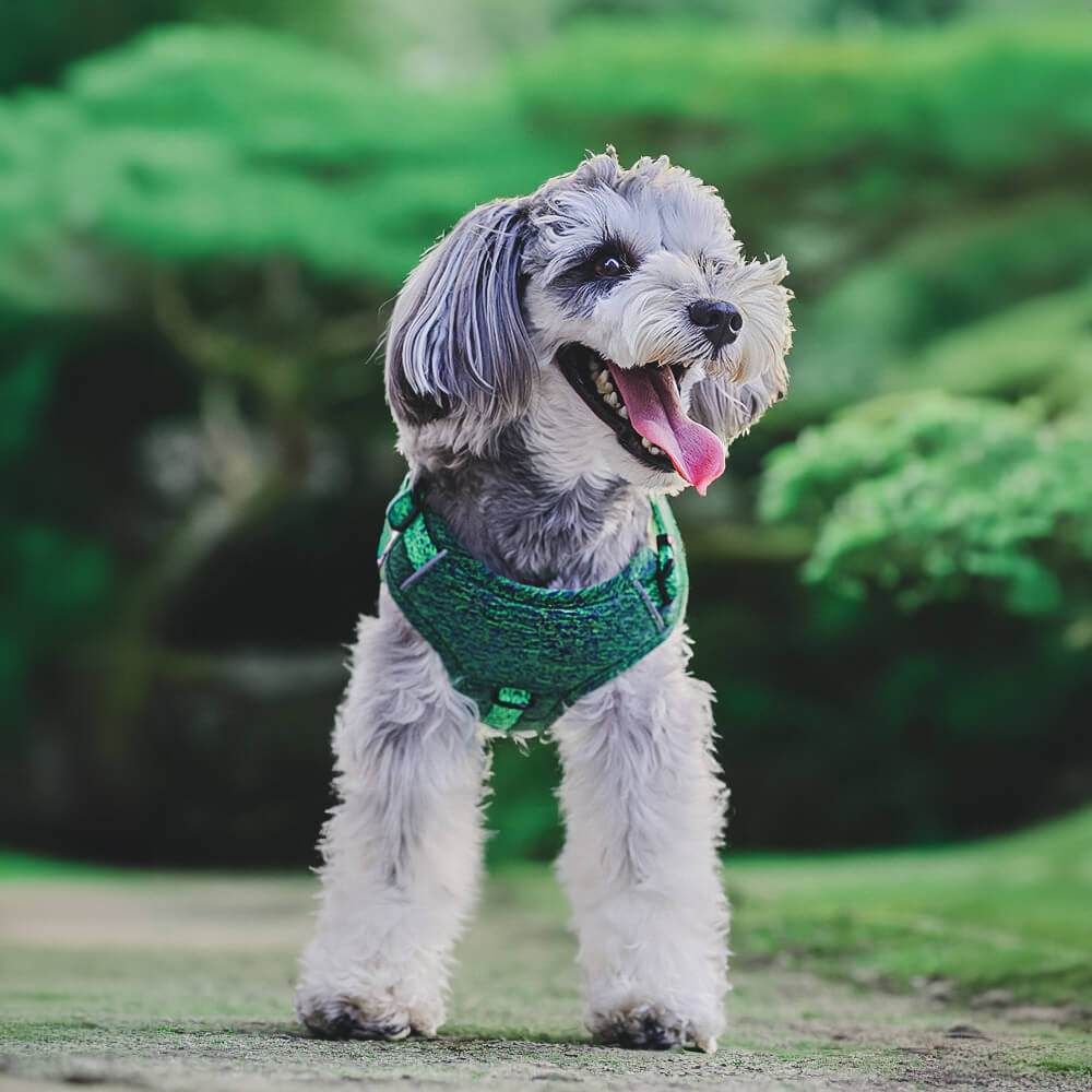 Imbracatura/guinzaglio per cani senza tirare in tessuto riciclato ecologico