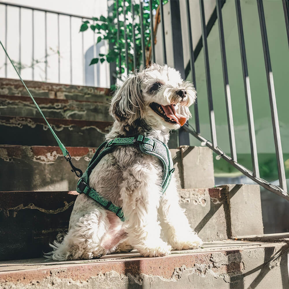 Imbracatura/guinzaglio per cani senza tirare in tessuto riciclato ecologico