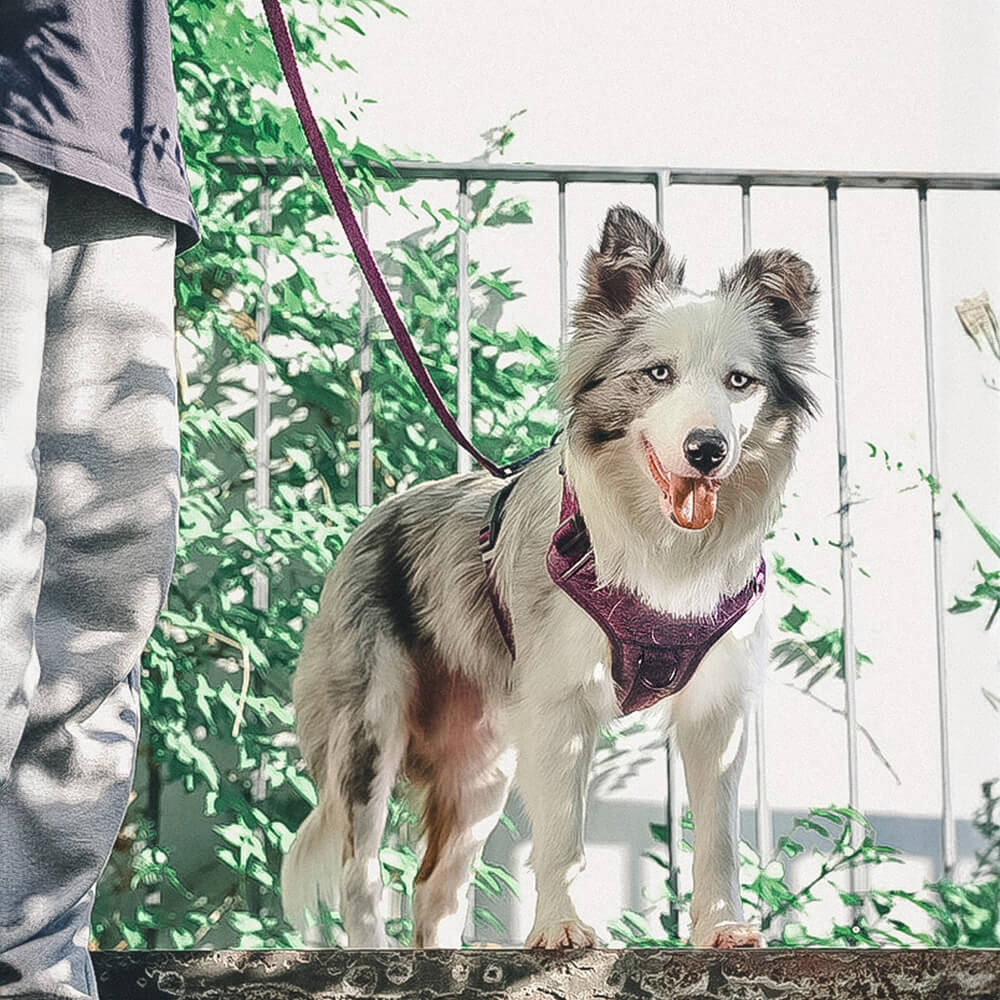 Imbracatura/guinzaglio per cani senza tirare in tessuto riciclato ecologico