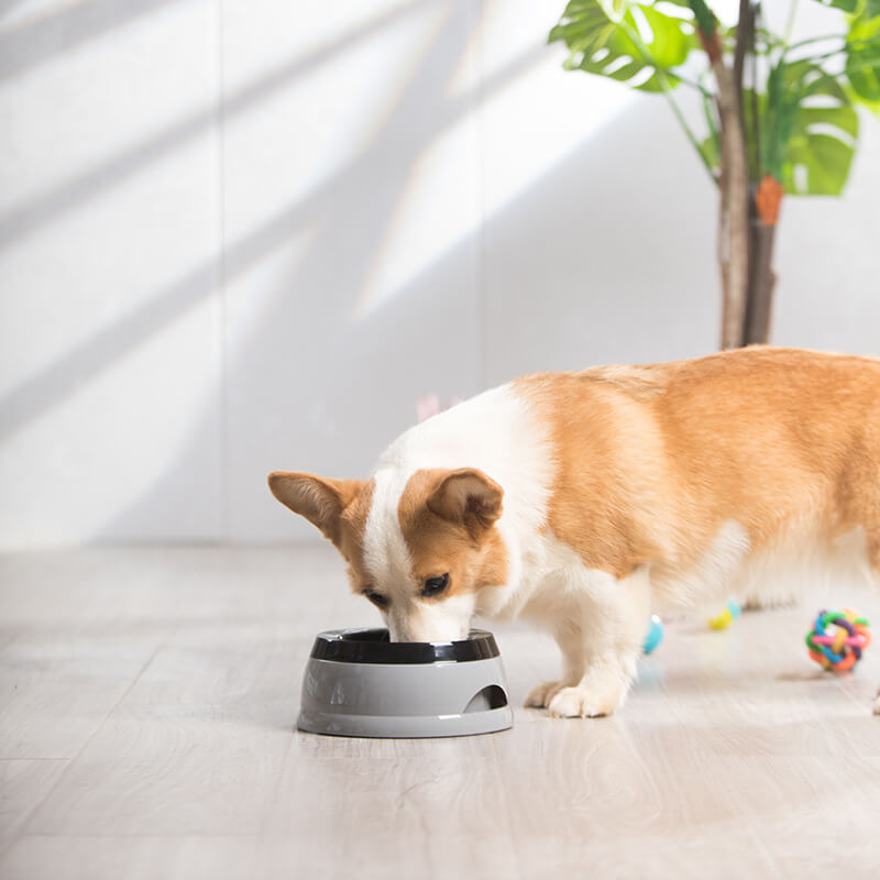 Ciotola per cani d'acqua senza fuoriuscita per auto con disco galleggiante
