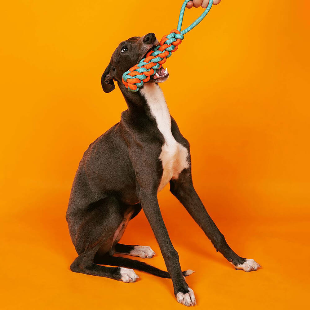 Set di Giocattoli per Cani in Fune - Clash di Colori