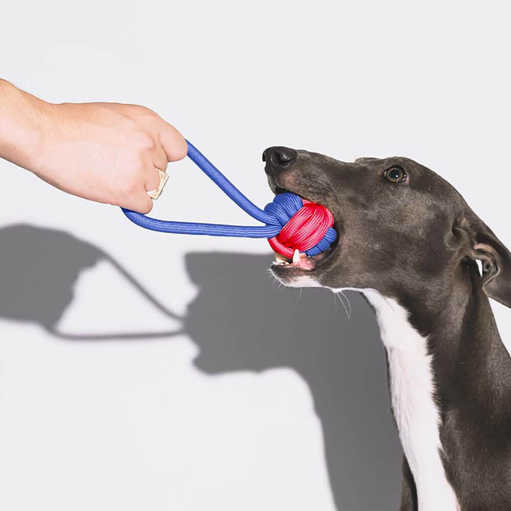 Set di Giocattoli per Cani in Fune - Clash di Colori