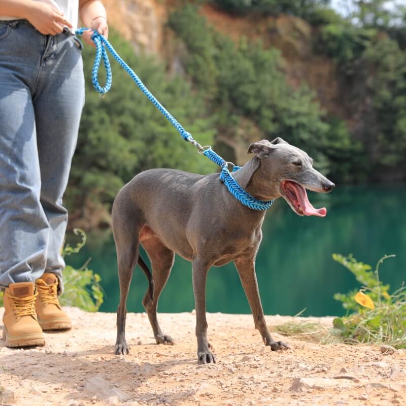 Collare e guinzaglio per cani di grandi dimensioni luminosi antistrappo fatti a mano