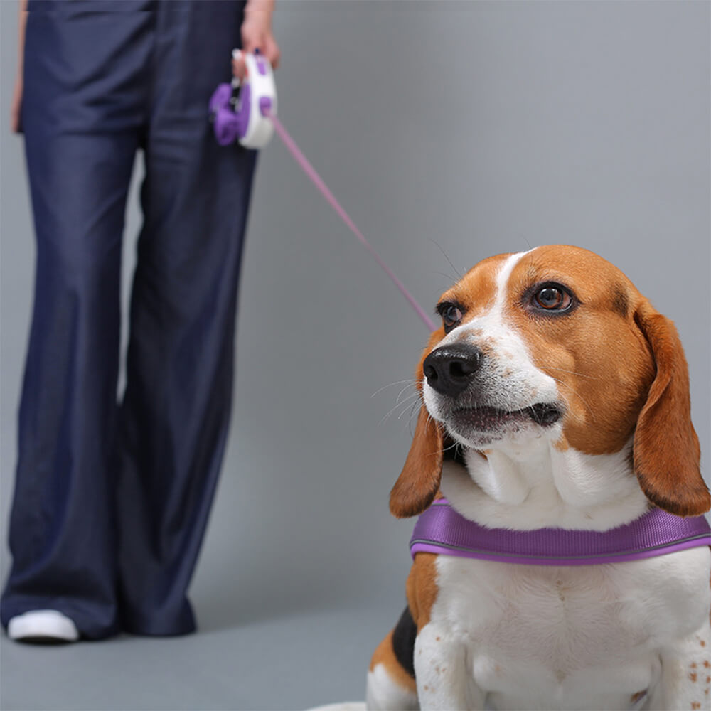 Collare e guinzaglio per cani in nylon riflettente regolabile senza tirare.
