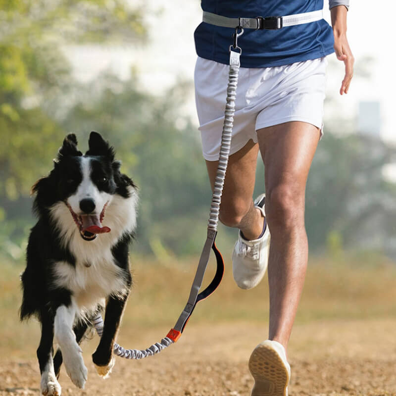Guinzaglio per cani multifunzionale con doppio manico retrattile