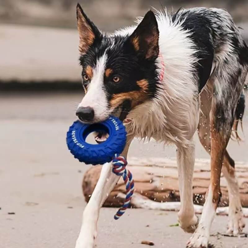 Giocattolo interattivo in gomma per cani, per la dentizione e masticazione.