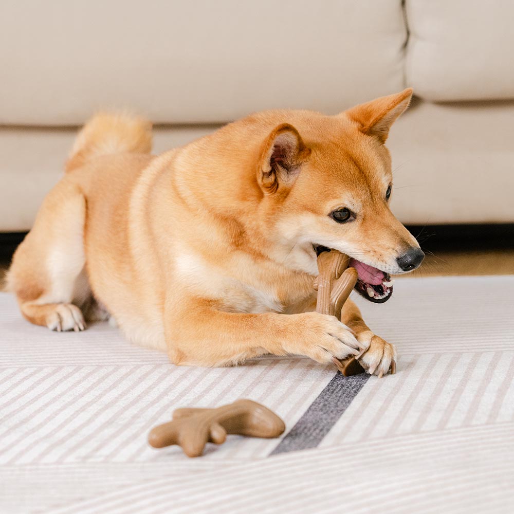 Juguete masticable para perros con huesos para la dentición, sabor a tocino