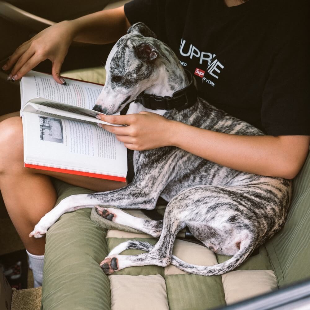 Sedile posteriore di sicurezza del cestino da viaggio Liced sedile per auto con cani - Scatto di scacchiere