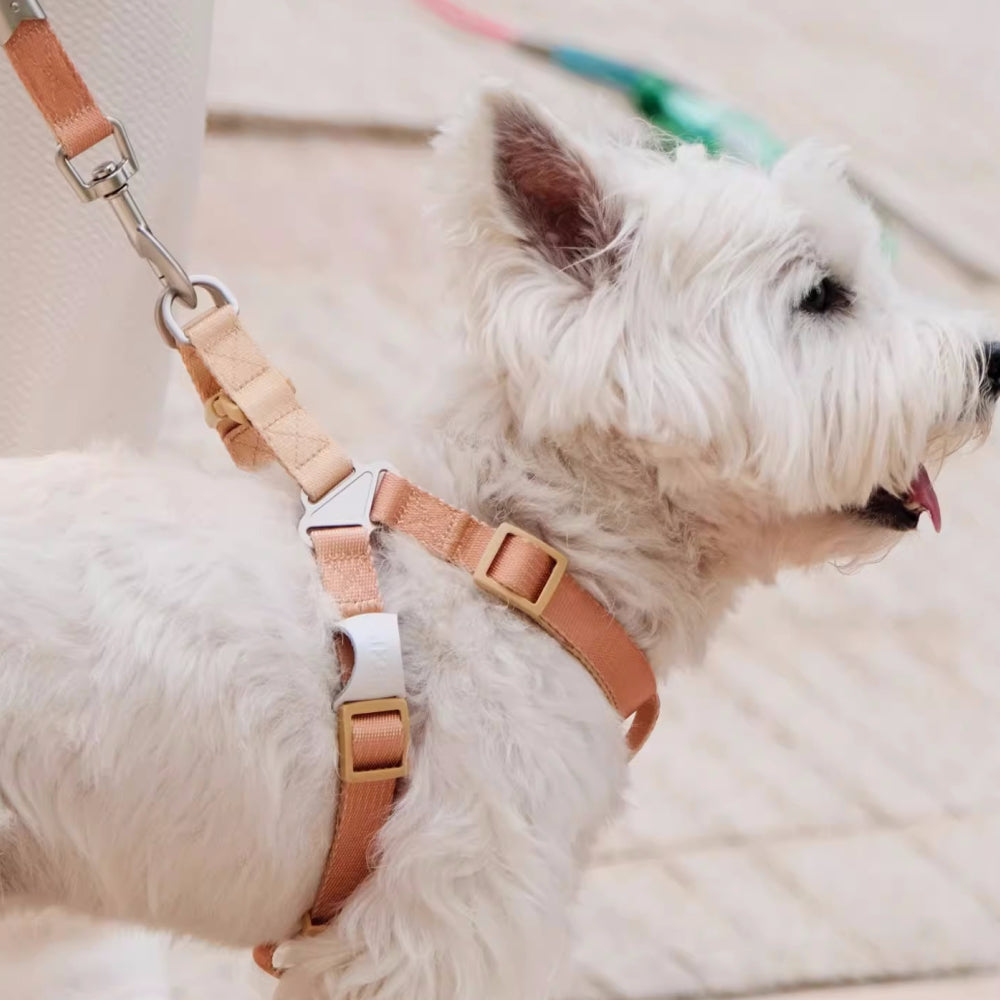 Pettorina e guinzaglio ergonomici regolabili con blocchi di colore alla moda