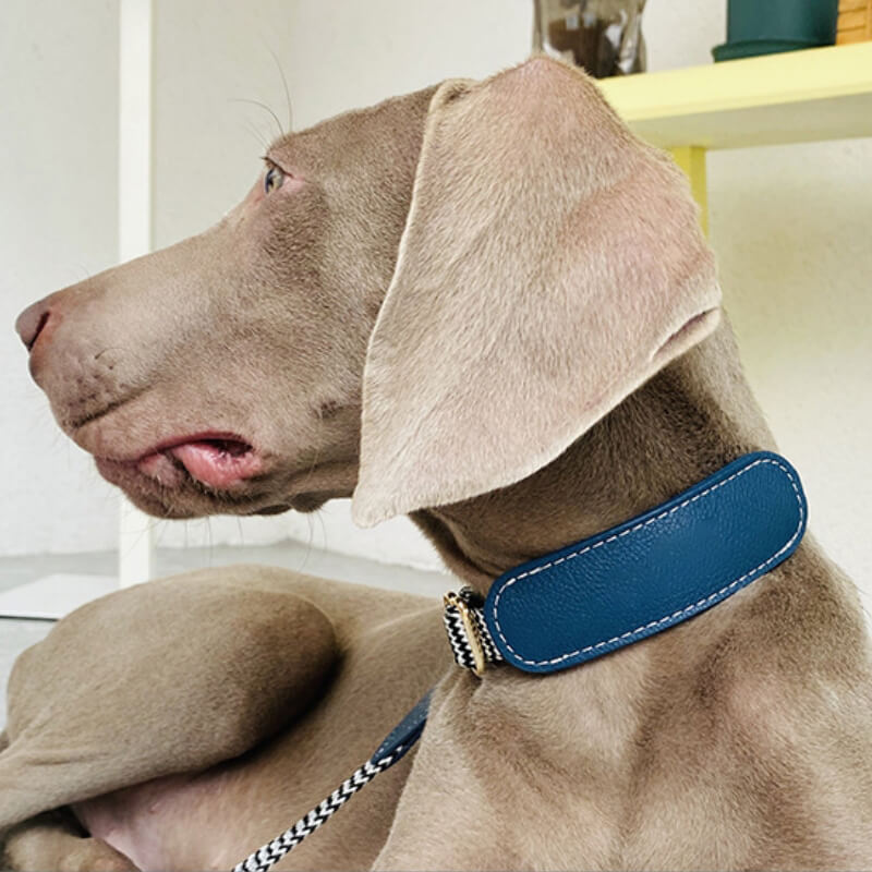 Vogue Zebra Print Neck Guard Collare per cani Set da passeggio per cani