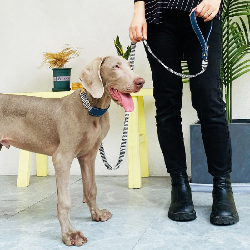 Vogue Zebra Print Neck Guard Collare per cani Set da passeggio per cani