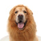 Costume per cani Mane Lion - Perfetto per Halloween e occasioni divertenti