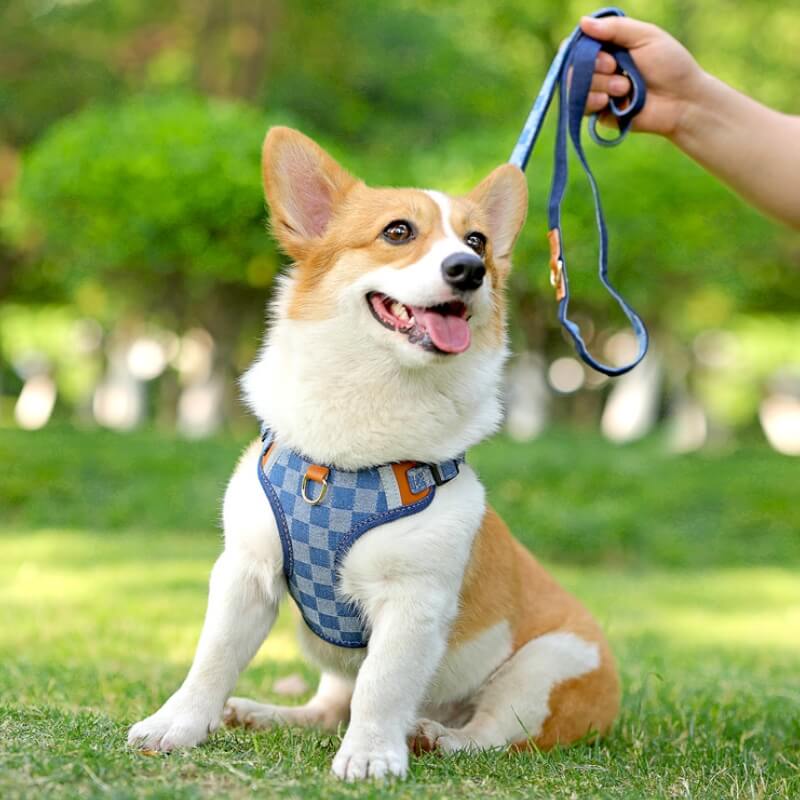 Set da passeggio per cani antitrazione