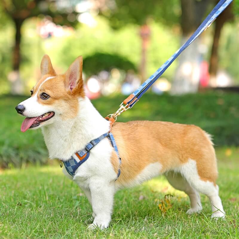 Set da passeggio per cani antitrazione