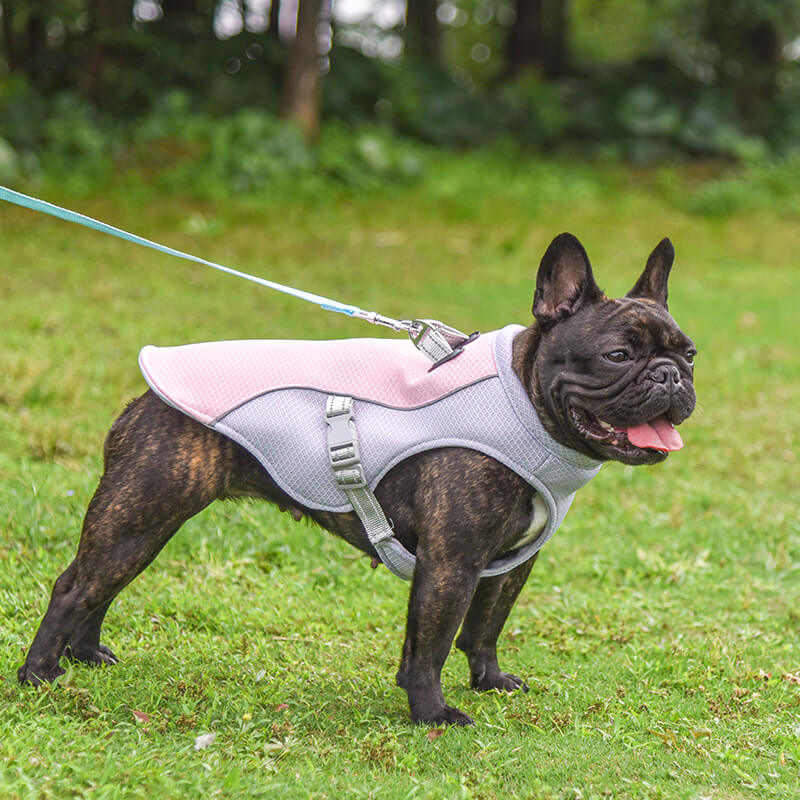 Gilet traspirante per la prevenzione dei colpi di sole Gilet rinfrescante per cani immergibile in acqua