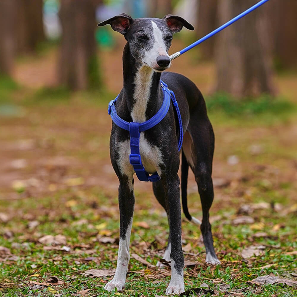 Ensemble de promenade avec harnais réglable sans traction pour chien, facile à porter