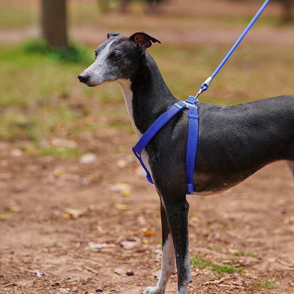 Juego de paseo con arnés para perros ajustable y sin tirones, fácil de usar