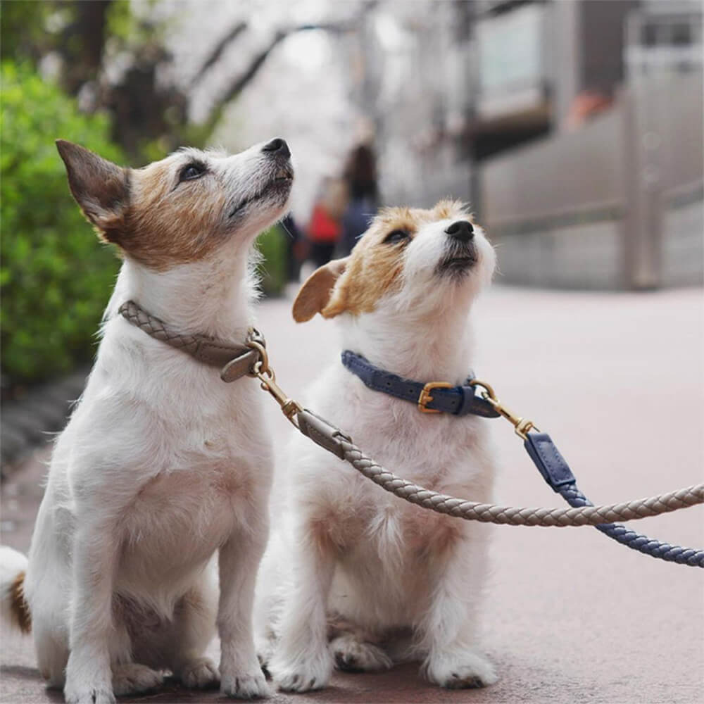 Set da passeggio per cani con collare e guinzaglio per cuccioli in ecopelle intrecciata a mano