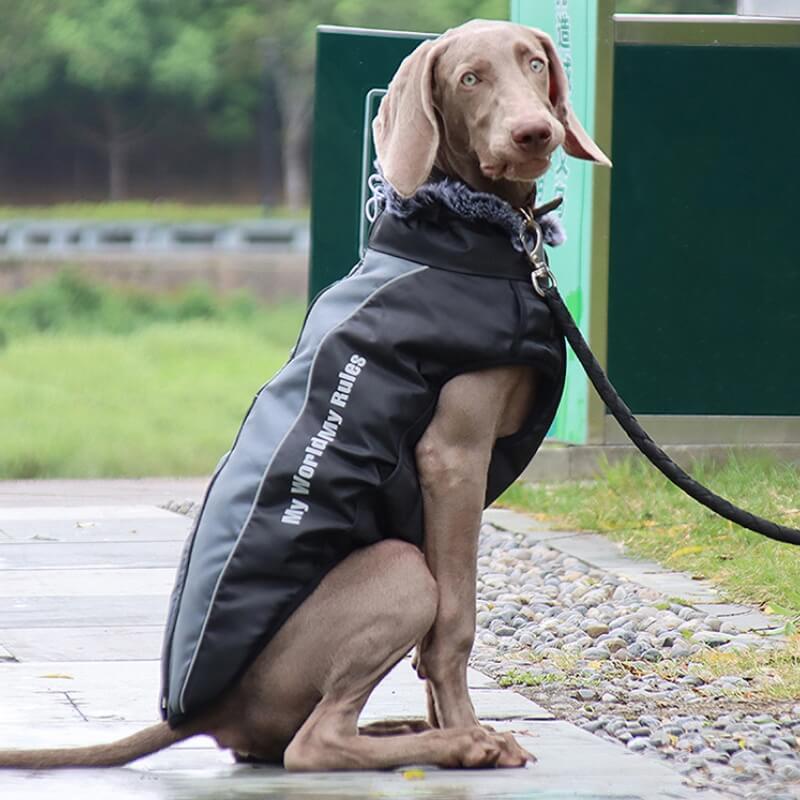 Giacca con accessori per cani caldi e freddi a collo alto Cappotto in cotone con accessori per cani freschi e addensati