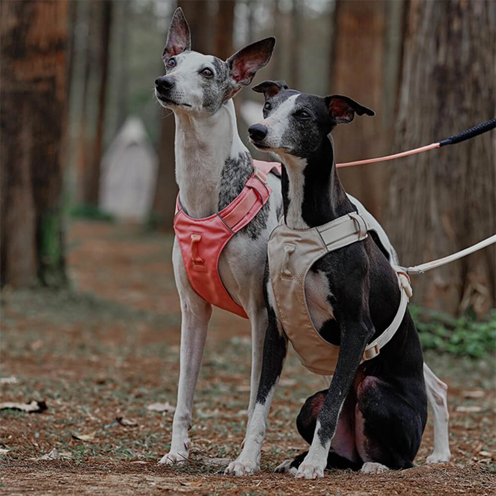 Imbracatura per cani leggera, impermeabile, traspirante e anti-strappo o guinzaglio multifunzionale