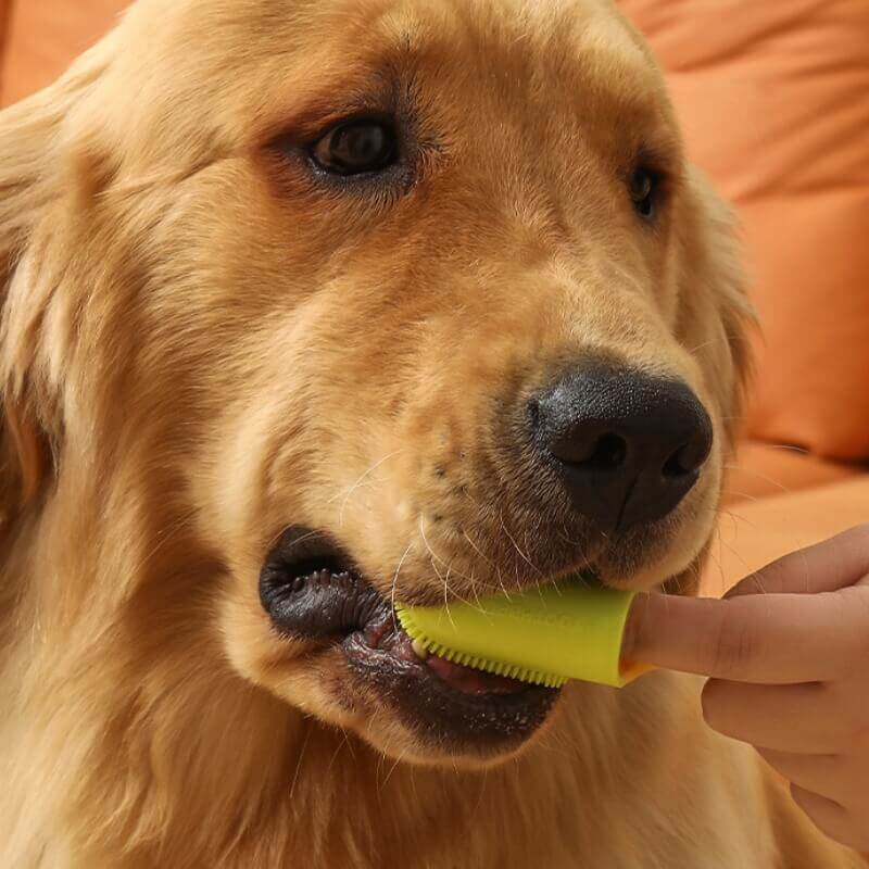 Spazzolino da denti per animali domestici per la pulizia dei denti