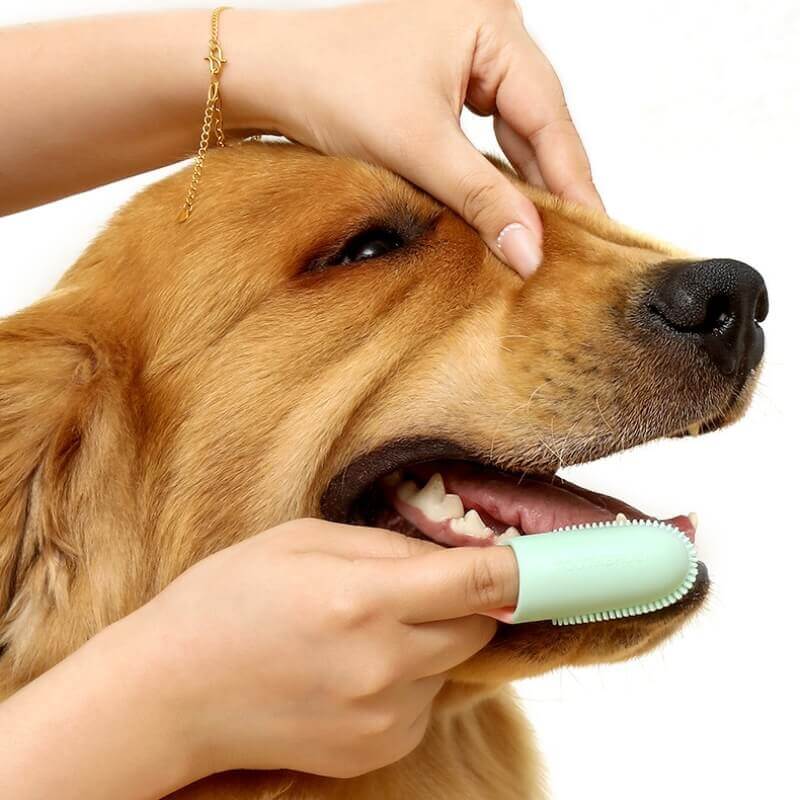 Spazzolino da denti per animali domestici per la pulizia dei denti
