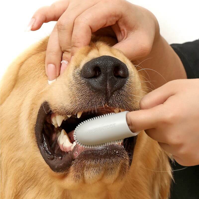 Spazzolino per denti da compagnia Spazzolino per dita per la pulizia dei denti