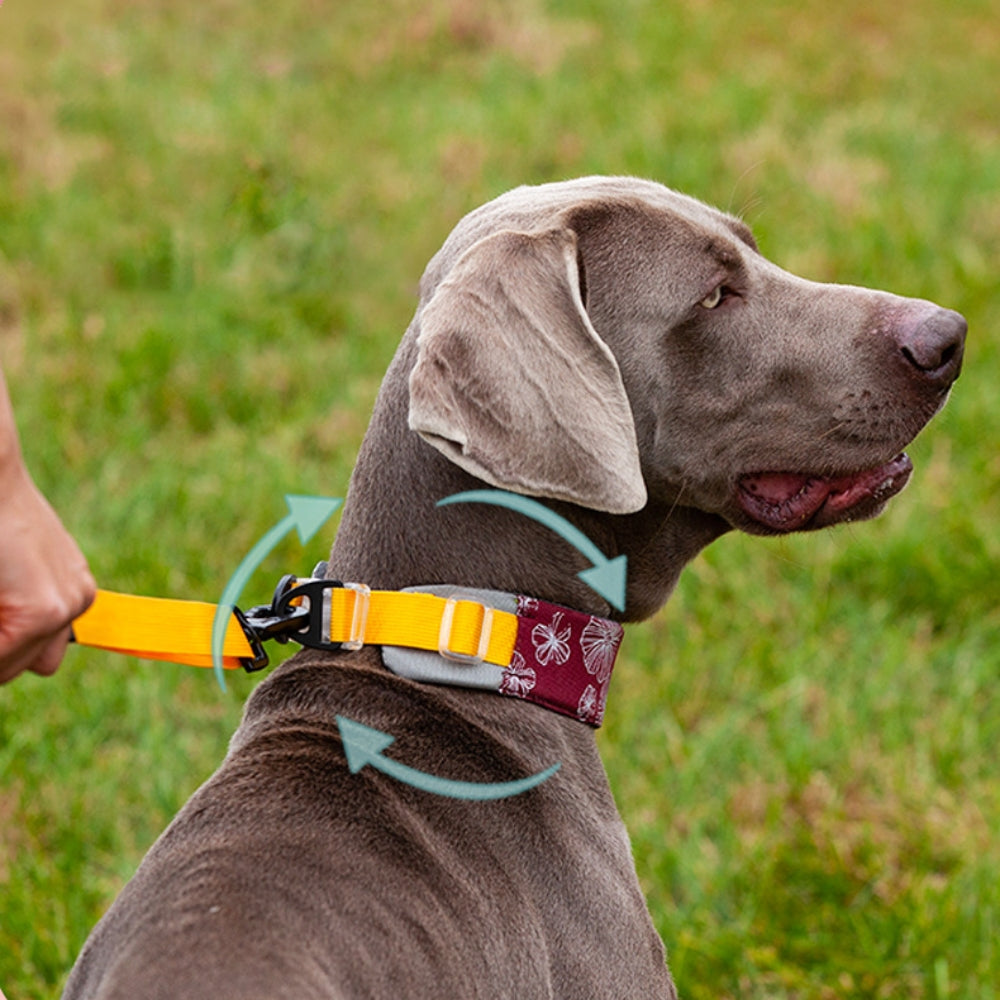 Collare elegante e confortevole per accessori per cani senza tiraggio