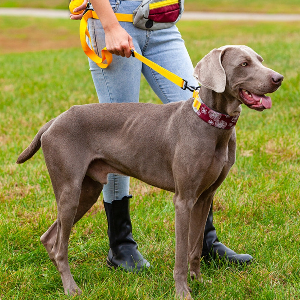 Collare elegante e confortevole per accessori per cani senza tiraggio