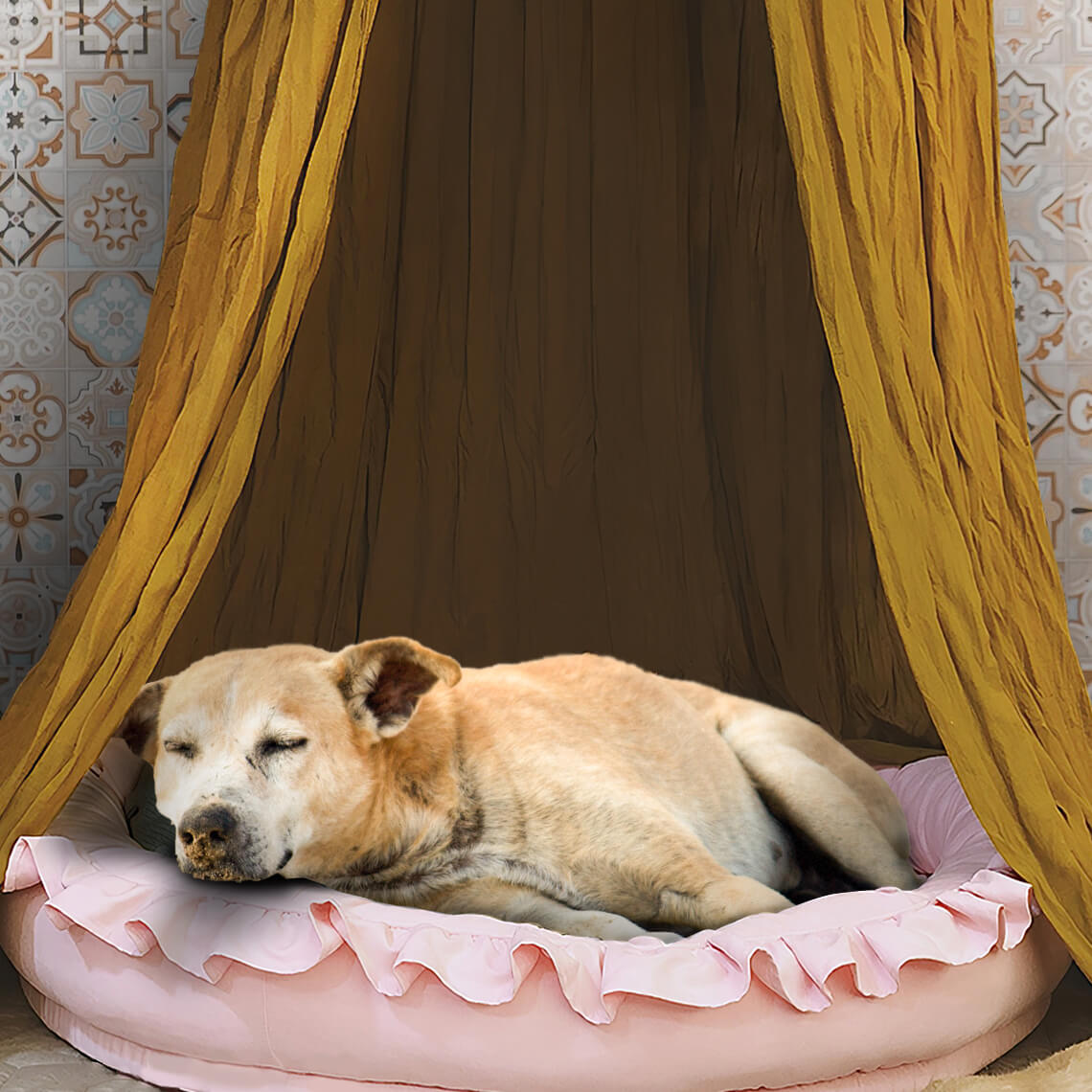 Tenda per cani elegante, morbida e accogliente